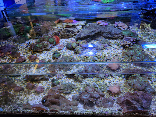 Tropical Fish Store «All Things Aquariums», reviews and photos, 30789 SW Boones Ferry Rd k, Wilsonville, OR 97070, USA