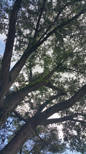 Park «Phelps Park», reviews and photos, Phelps Ave, Winter Park, FL 32789, USA