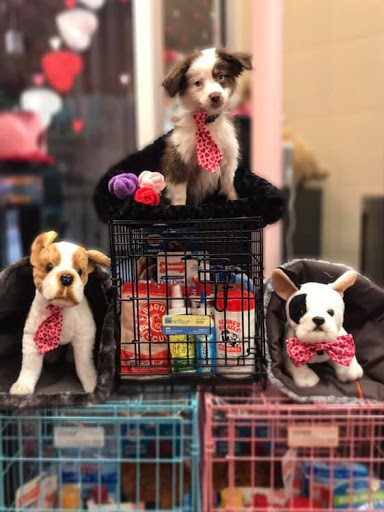 Pet Store «Furry Babies Inc», reviews and photos, 3340 Mall Loop Dr, Joliet, IL 60431, USA