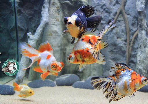 Pet Supply Store «Petco Animal Supplies», reviews and photos, 4491 Kirkwood Hwy, Wilmington, DE 19808, USA