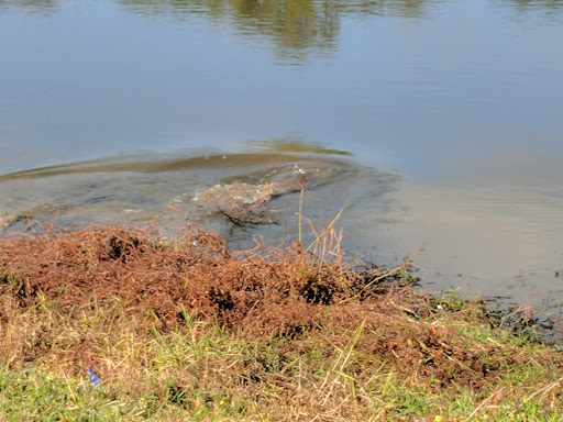 Golf Club «Oaks National Golf Club», reviews and photos, 1500 The Oaks Blvd, Kissimmee, FL 34746, USA