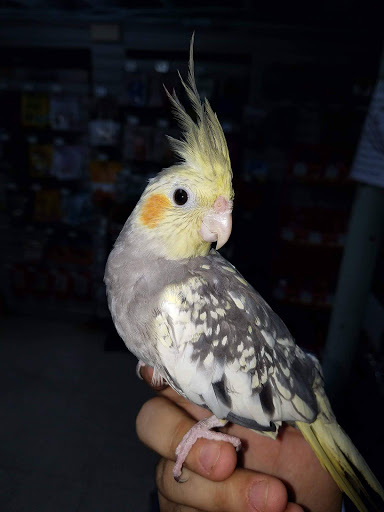 Pet Store «Animal Instincts Aquarium and Pet Center», reviews and photos, 811 Plymouth Ave, Fall River, MA 02721, USA