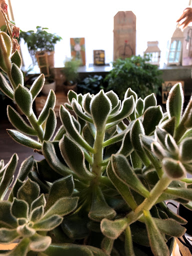 Florist «Plumeria Botanical Boutique», reviews and photos, 1364 W Michigan Ave, Battle Creek, MI 49037, USA