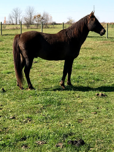 Pet Supply Store «Champion Feed & Pet Supply», reviews and photos, 2524 State Rte 37 E, Delaware, OH 43015, USA