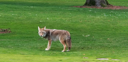 Golf Course «Glendoveer Golf & Tennis», reviews and photos, 14015 NE Glisan St, Portland, OR 97230, USA