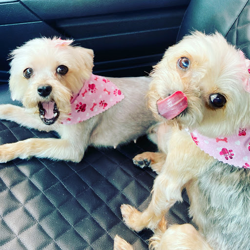 Pet Groomer «Puppies & Grooming», reviews and photos, 28858 S Dixie Hwy, Homestead, FL 33033, USA