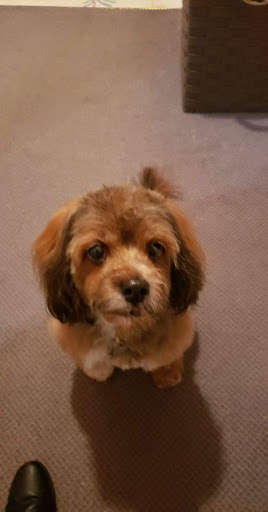 Pet Supply Store «Petco Animal Supplies», reviews and photos, 2435 N Hwy 67, Florissant, MO 63033, USA