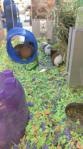 Pet Store «PetSmart», reviews and photos, 17150 Ventura Blvd, Encino, CA 91316, USA