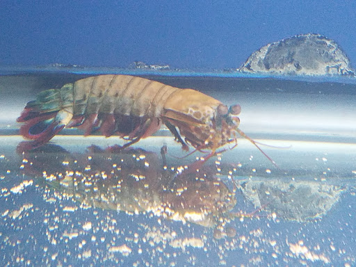 Pet Store «Oak Park Natural Pet & Fish», reviews and photos, 23 N Harlem Ave, Oak Park, IL 60302, USA