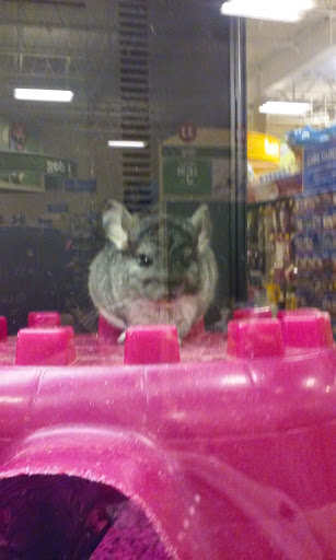 Pet Supply Store «PetSmart», reviews and photos, 777 S Willow St, Manchester, NH 03103, USA