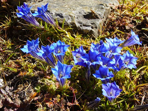 Tour Agency «Himalayan Dreams», reviews and photos, 6185 Rainier Ave, Rocklin, CA 95677, USA