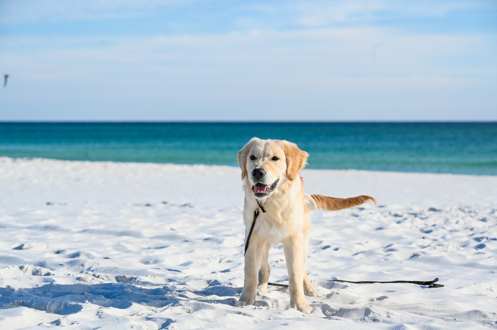 Hands and Paws Canine Training