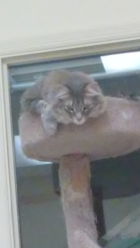 Pet Supply Store «Petco Animal Supplies», reviews and photos, 2784 W Peoria Ave, Phoenix, AZ 85029, USA