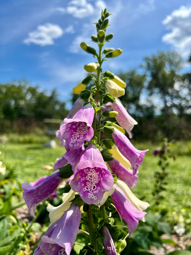 National Park «Hampton National Historic Site», reviews and photos, 535 Hampton Ln, Towson, MD 21286, USA