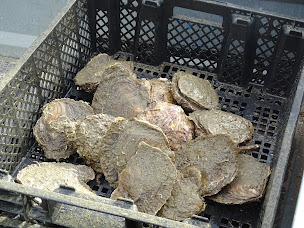 Photo n°19 de Maison du coquillage Montpellier à Saint-Gély-du-Fesc ()