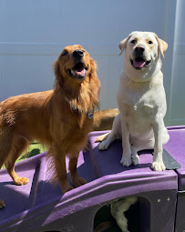 Waghouse Dog Daycare - Photo 8 - Car repair in Sykesville, MD, Columbia