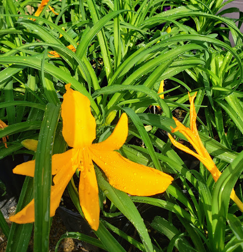 Landscaper «Wilson Landscape Nursery and Florist», reviews and photos, 14650 Bandera Rd, Helotes, TX 78023, USA