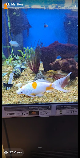 Pet Supply Store «Petco Animal Supplies», reviews and photos, 444 N Santa Cruz Ave, Los Gatos, CA 95030, USA