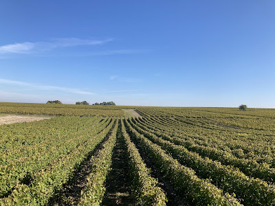Cognac de la CROIX MARON à Segonzac