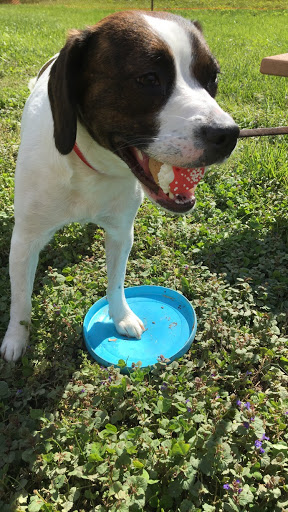 Pet Store «Whisker Bones Supply Co.», reviews and photos, 138 N Main St, Edwardsville, IL 62025, USA