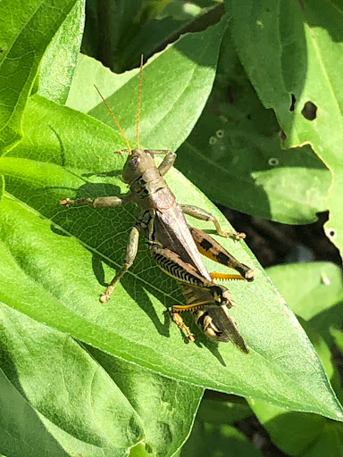 Farm «Idlewild Butterfly Farm», reviews and photos, 1100 Logan St, Louisville, KY 40204, USA