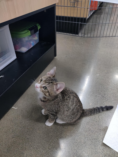 Pet Supply Store «Petco Animal Supplies», reviews and photos, 474 228th Ave NE, Sammamish, WA 98074, USA