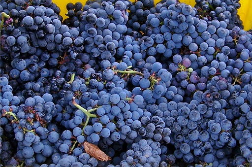 Vineyard «Brimstone Hill Vineyard», reviews and photos, 61 Brimstone Hill Rd, Pine Bush, NY 12566, USA