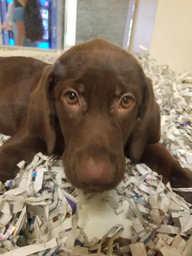 Pet Store «Barkworks», reviews and photos, 1118 Galleria At Tyler, Riverside, CA 92503, USA