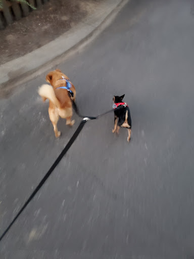 Pet Supply Store «Unleashed by Petco», reviews and photos, 20649 SW Roy Rogers Rd #301, Sherwood, OR 97140, USA