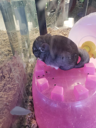 Pet Supply Store «Pet Supplies Plus», reviews and photos, 1268 N Eisenhower Dr, Beckley, WV 25801, USA