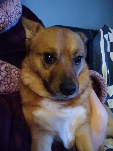 Pet Supply Store «Petco Animal Supplies», reviews and photos, 664 New Loudon Rd #240, Latham, NY 12110, USA