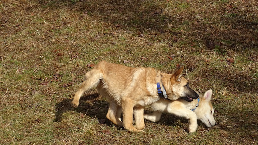 Dog Trainer «Awesome Dawgs Dog Training LLC», reviews and photos, 3052 Pricetown Rd, Temple, PA 19560, USA