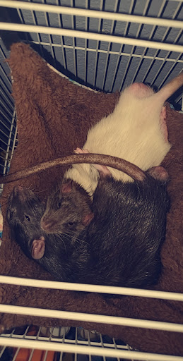 Bird Shop «Birdman Pet Shop», reviews and photos, 3520 N Figueroa St, Los Angeles, CA 90042, USA