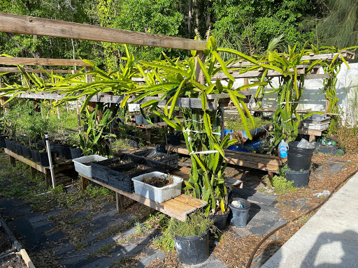 tampa tropical asian nursery