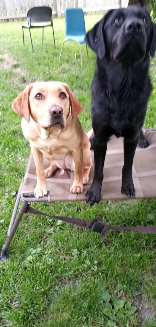 Gray's Dog Training and Boarding