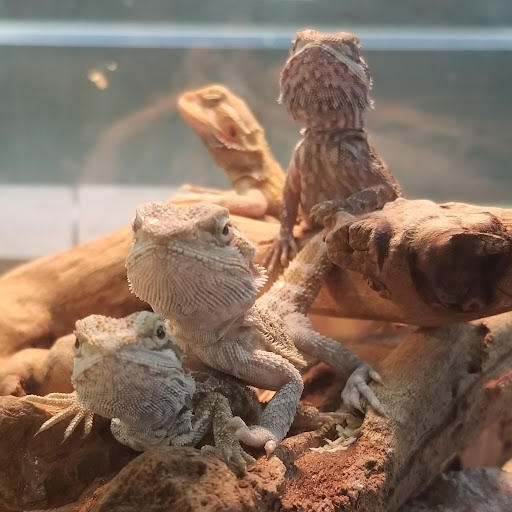 Pet Supply Store «Pet Supreme», reviews and photos, 12823 Foothill Blvd, Sylmar, CA 91342, USA