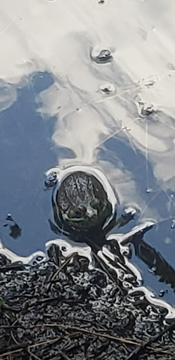 Park «Poricy Park Nature Center», reviews and photos, 345 Oak Hill Rd, Red Bank, NJ 07701, USA