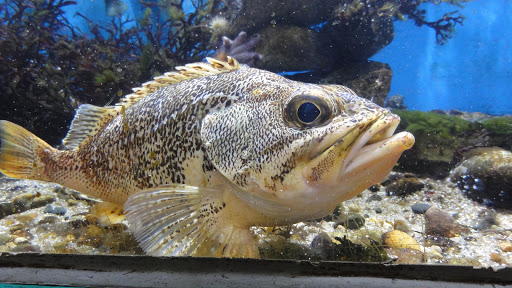 Aquarium «Woods Hole Science Aquarium», reviews and photos, 166 Water St, Woods Hole, MA 02543, USA