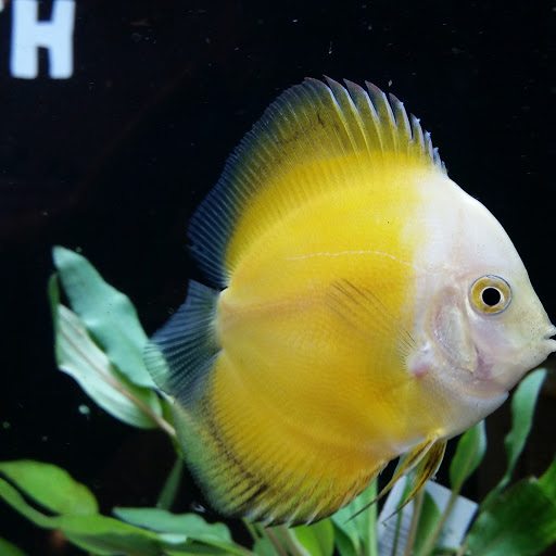 Pet Store «Plattsmouth Pets», reviews and photos, 430 Main St, Plattsmouth, NE 68048, USA