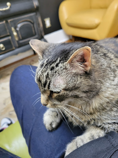 The Cat Doctor, Cat Clinic and Hospital