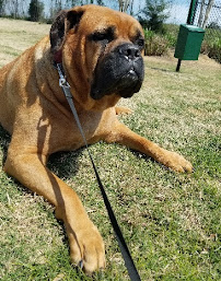 Happy Tails Upstate. LLC - Photo 2 - Car repair in Greenville, SC, Greenville