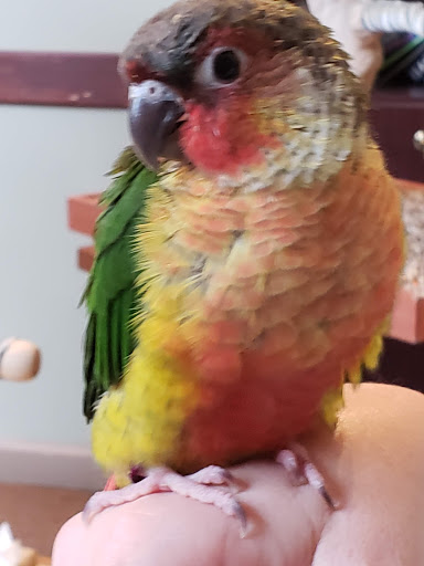 Bird Shop «Parrot & Bird Emporium Inc», reviews and photos, 360 N Westfield St, Feeding Hills, MA 01030, USA