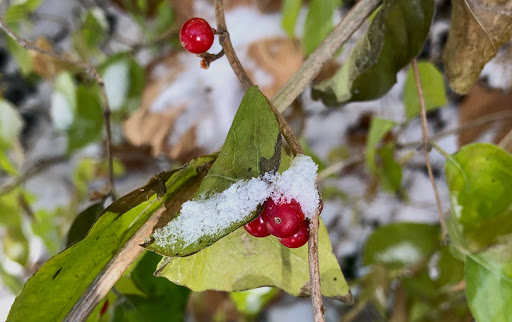 Golf Club «Crooked Stick Golf Club», reviews and photos, 1964 Burning Tree Ln, Carmel, IN 46032, USA