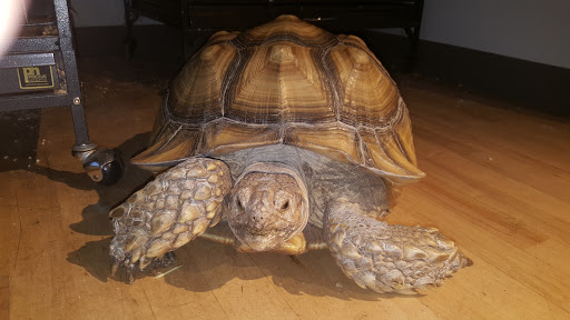 Pet Store «Critter Cabana», reviews and photos, 516 E 1st St, Newberg, OR 97132, USA