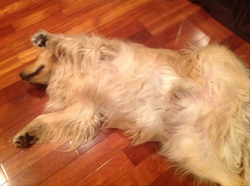 Pet Supply Store «PetSmart», reviews and photos, 45050 Northpointe Blvd, Utica, MI 48315, USA