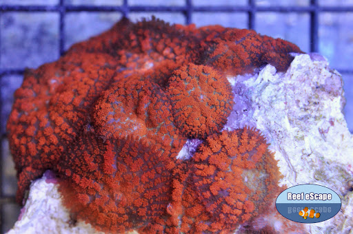 Tropical Fish Store «Reef eScape», reviews and photos, 11141 Lee Hwy, Fairfax, VA 22030, USA