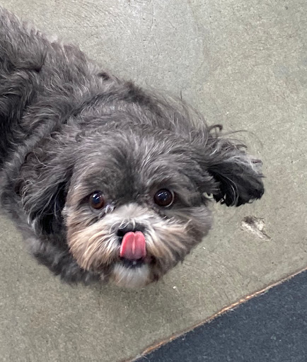 Pet Groomer «The Pet Set - Buckhead», reviews and photos, 2480 Briarcliff Rd NE #3, Atlanta, GA 30329, USA