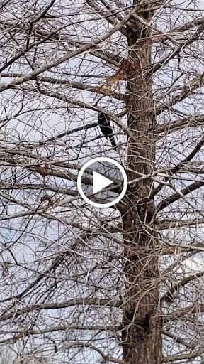 Nature Preserve «Karen T. Marcus Sandhill Crane Access Park», reviews and photos, 8175 PGA Boulevard, Palm Beach Gardens, FL 33418, USA