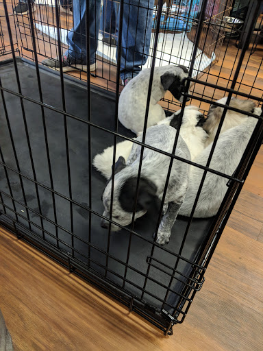 Pet Store «Pet Valu», reviews and photos, 9427 Lorton Market St #7, Lorton, VA 22079, USA