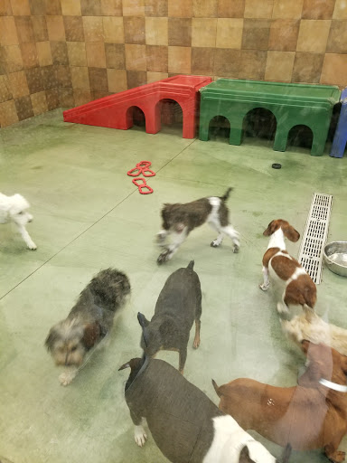 PetSmart image